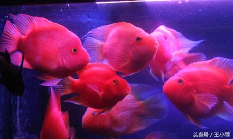 紅鸚鵡魚|鸚鵡魚飼養的5個小技巧 